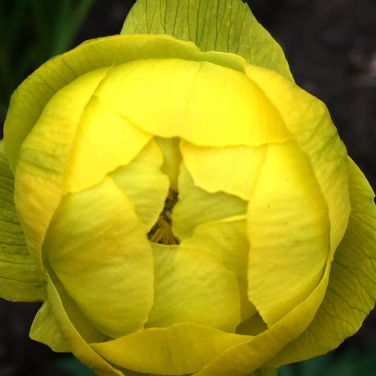 Plant image Trollius altaicus