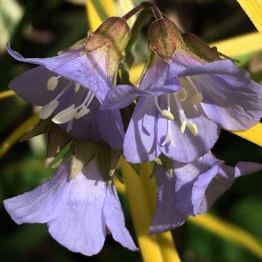 Polemonium reptans 'Stairway to Heaven'