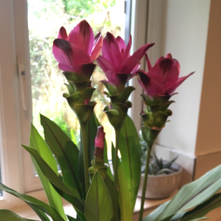 Plant image Curcuma alismatifolia