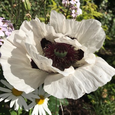 Papaver 'Royal Wedding'