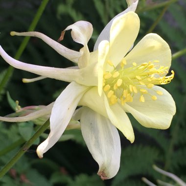 Aquilegia