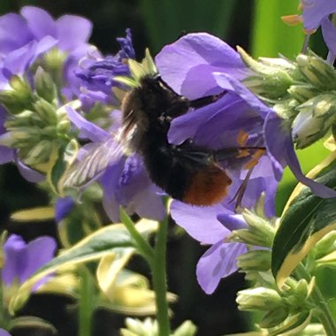 Polemonium reptans 'Stairway to Heaven'