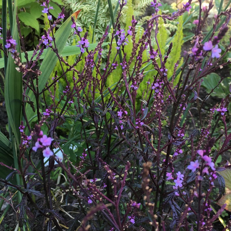 Plant image Verbena officinalis var. grandiflora 'Bampton'