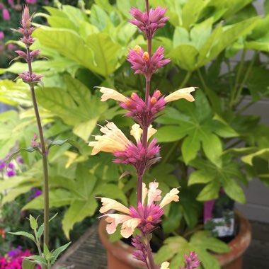 Agastache 'Mango Tango'