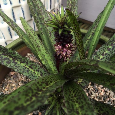 Eucomis vandermerwei