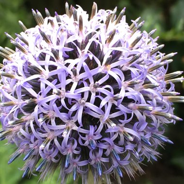 Echinops