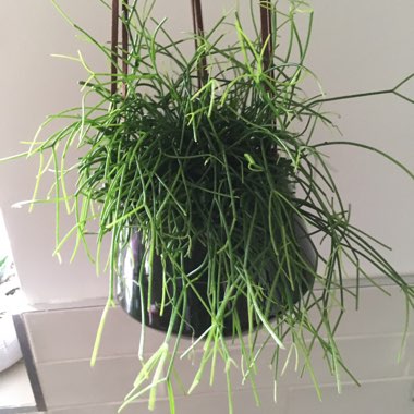 Rhipsalis baccifera syn. Rhipsalis cassutha