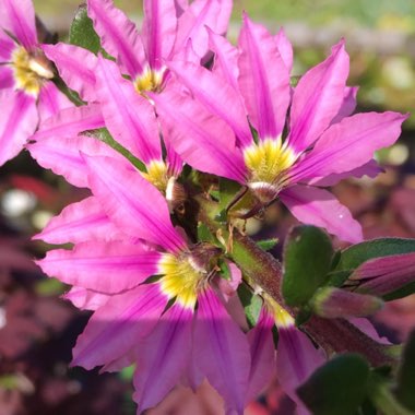 Scaevola aemula 'Bombay Pink'