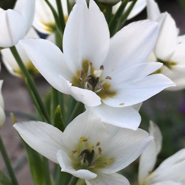 Ornithogalum thyrsoides