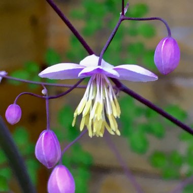 Thalictrum