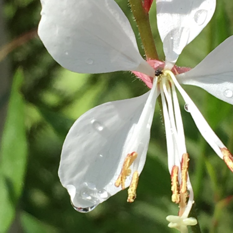 Plant image Oenothera lindheimeri 'Gaudros' (Geyser Series) syn. Oenothera lindheimeri 'Geyser Pink', Gaura lindheimeri 'Geyser Pink'