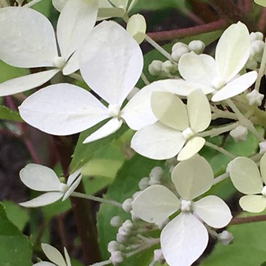 Hydrangea paniculata 'Phantom'