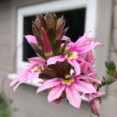 Scaevola aemula 'Bombay Pink'