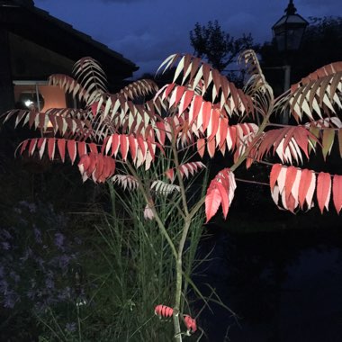 Rhus typhina 'Dissecta'