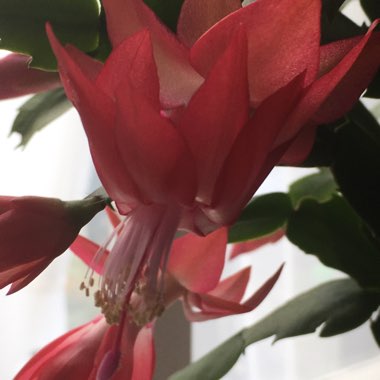 Schlumbergera truncata