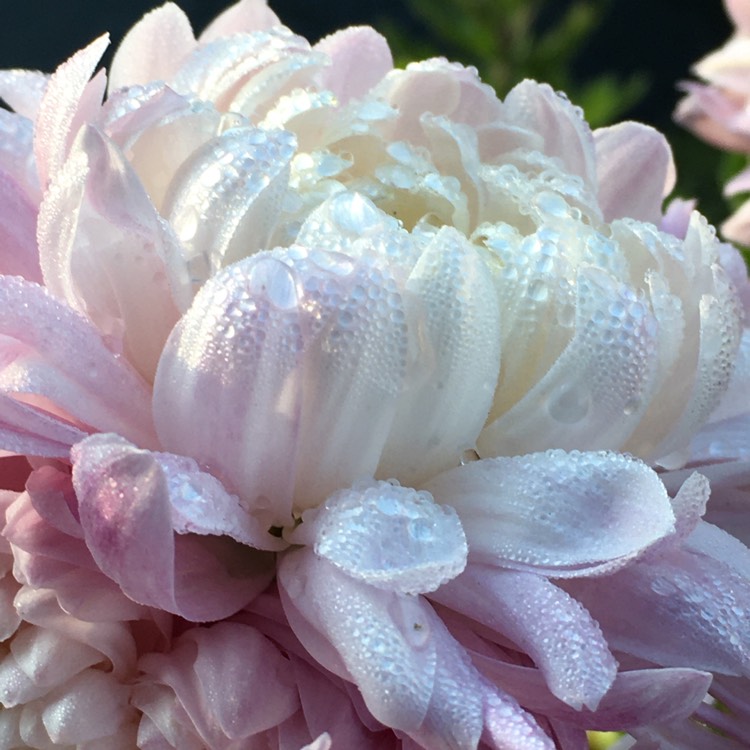 Plant image Chrysanthemum 'Crystal Pink'