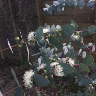 Eucalyptus 'Pulverulenta'