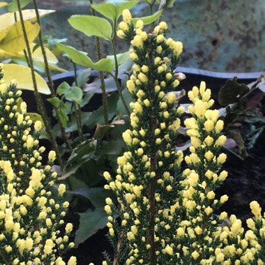 Calluna vulgaris 'Hammondii Aureifolia'