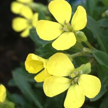 Erysimum 'Golden Jubilee'