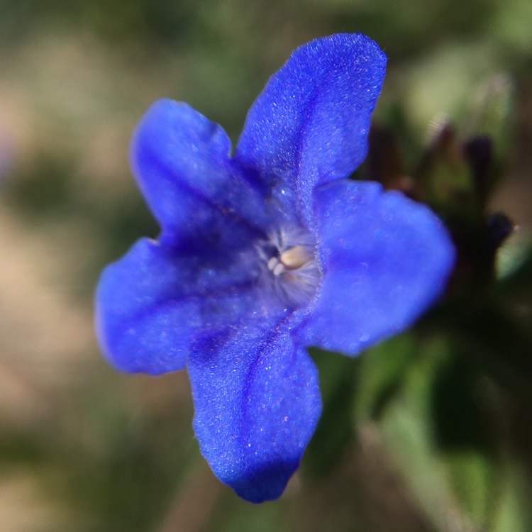 plant image 1261962