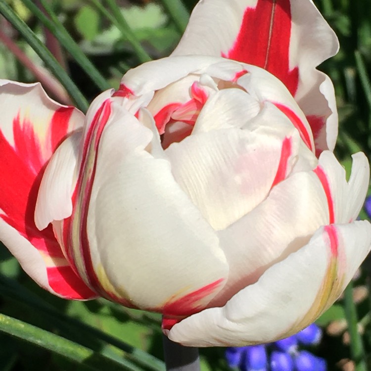 Plant image Tulipa 'Banja Luka'