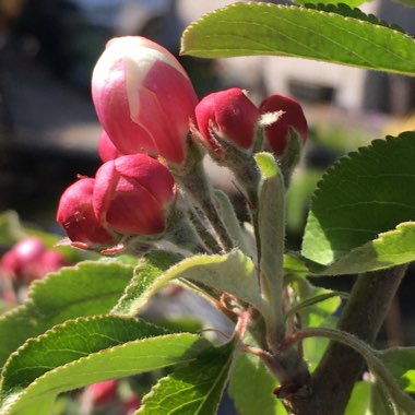 Malus domestica 'Katja' syn. Malus domestica 'Katy'