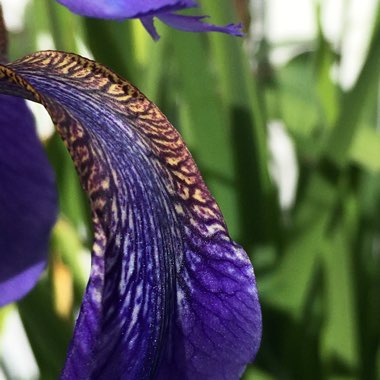 Iris sibirica