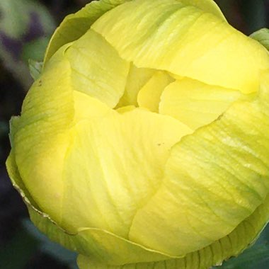 Trollius altaicus