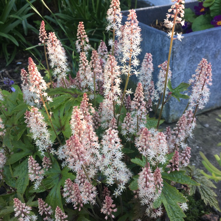 Plant image Tiarella 'Angel Wings' (Fox Series)