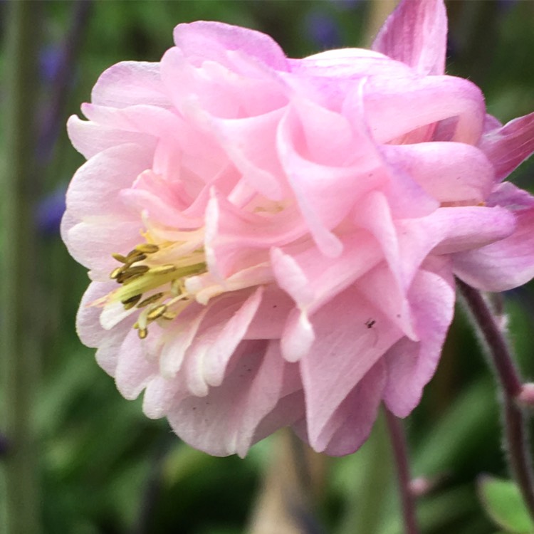 Plant image Aquilegia 'Ballerina'