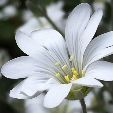 Cerastium tomentosum