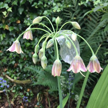 Allium siculum syn. Nectaroscordum siculum, Allium nectaracsardium, Allium bulgaricum