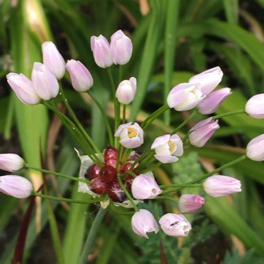 Allium roseum