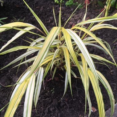 Hakonechloa