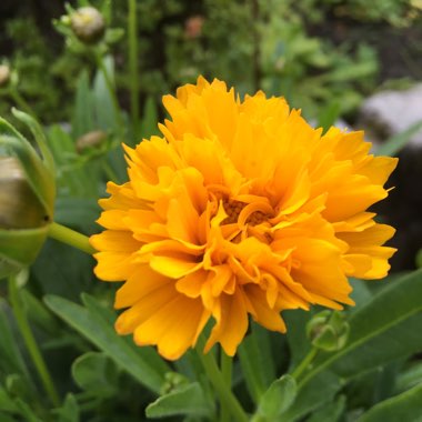 Coreopsis grandiflora 'Sunfire'