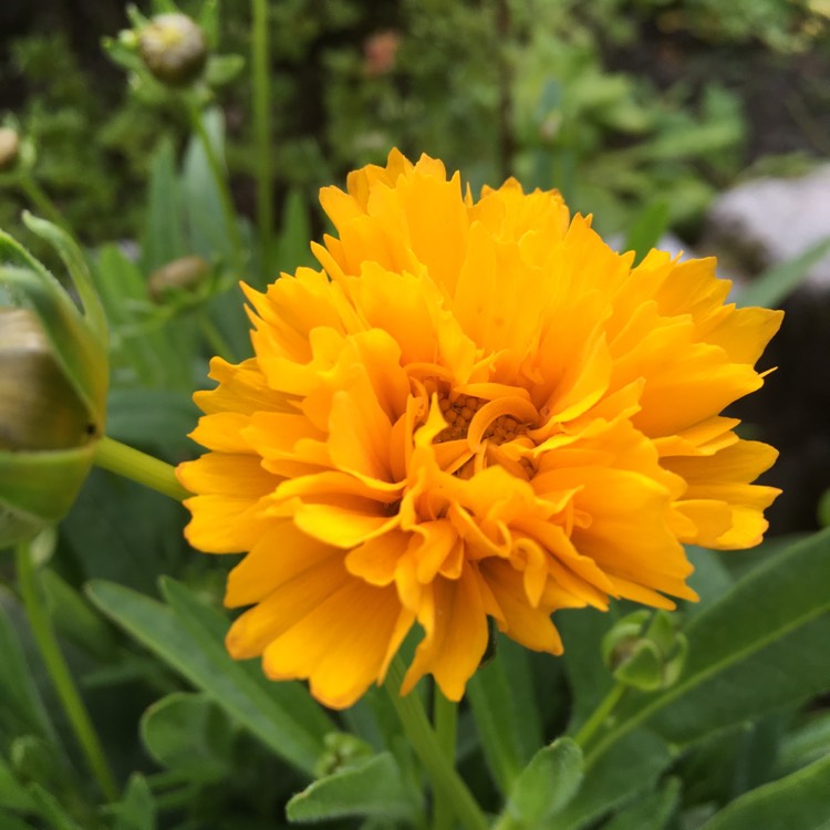 Plant image Coreopsis grandiflora 'Sunfire'