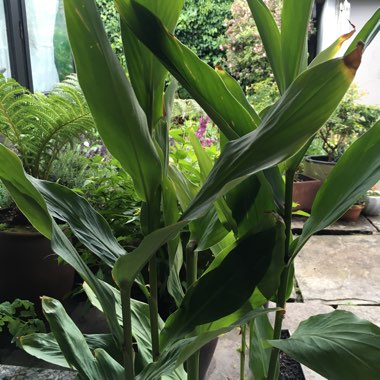 Hedychium coronarium