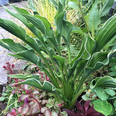 Hosta 'Praying Hands'