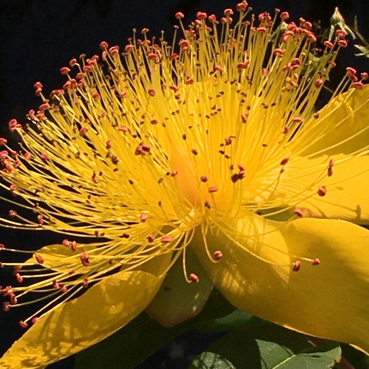 Plant image Hypericum calycinum