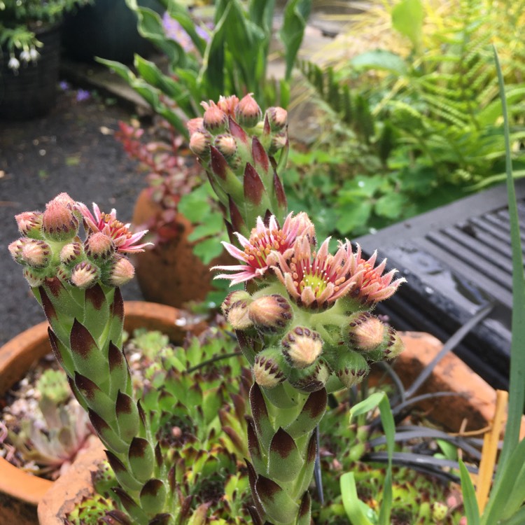 Plant image Sempervivum Globiferum subsp. Hirtum