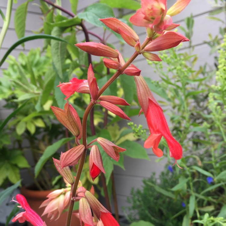 Plant image Salvia 'Ember's Wish'