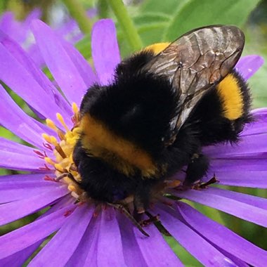 Aster x frikartii 'Mönch'