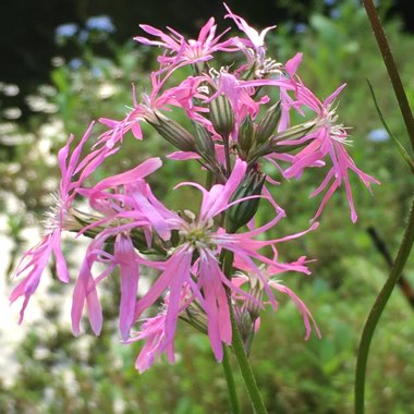 Lychnis flos cuculi