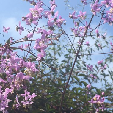 Thalictrum