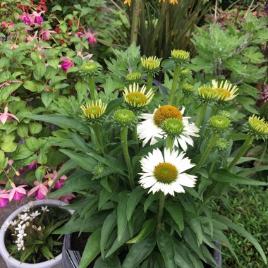 Echinacea 'White Meditation'