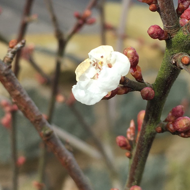 Plant image Prunus cerasifera 'Hessei'