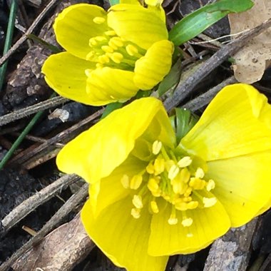 Eranthis hyemalis