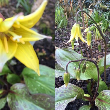 Erythronium 'Pagoda'