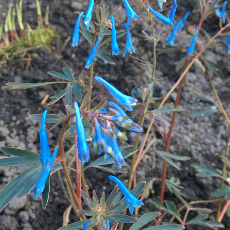 Plant image Corydalis Porcelain Blue