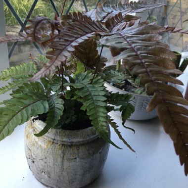 Pteris quadriaurita tricolor